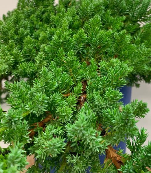 Juniperus procumbens 'Nana'